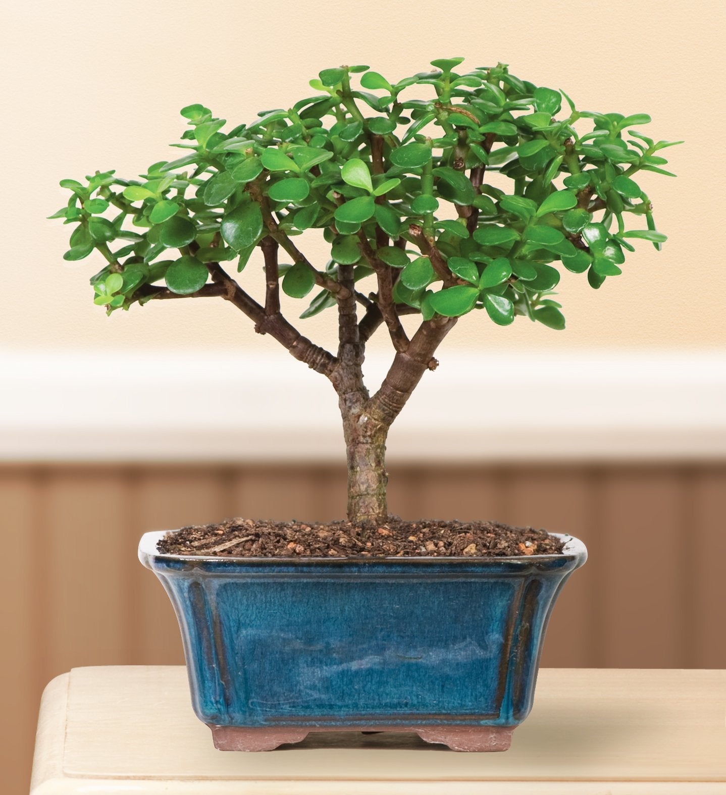 Brussel's Live Dwarf Jade Indoor Bonsai Tree - 3 Years Old; 4" to 6" Tall with Decorative Container