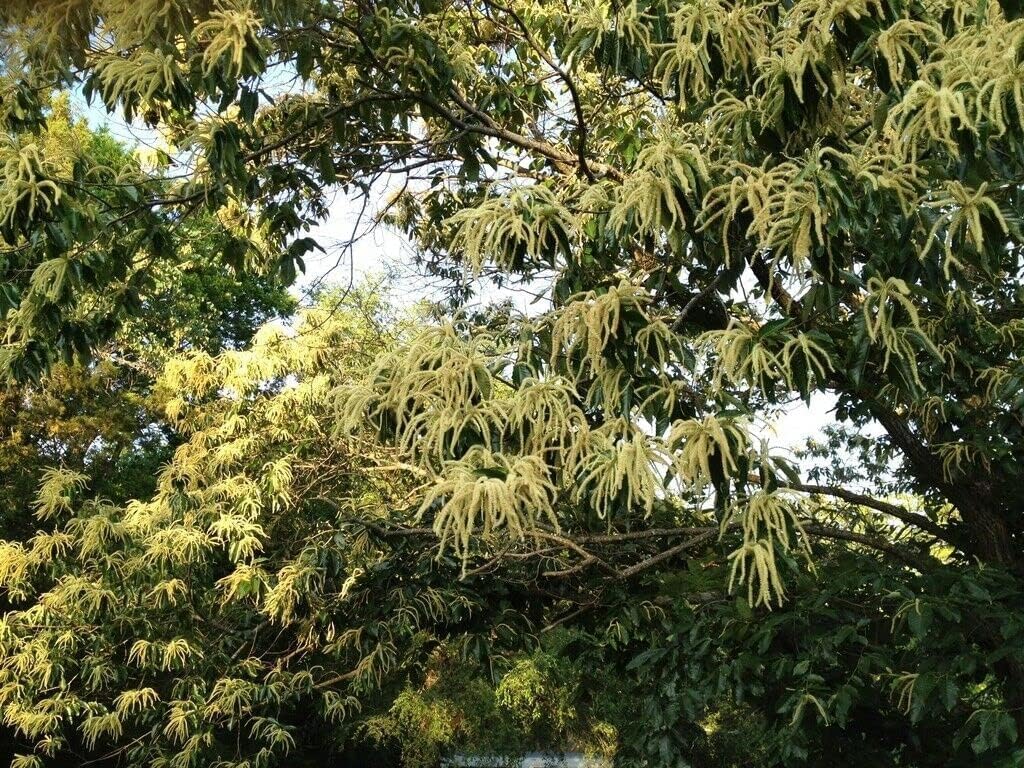 2 Chinese Chestnut Trees - 12-24" Tall Live Plants - Bareroot Seedlings - Castanea mollissima - (2 Pack)