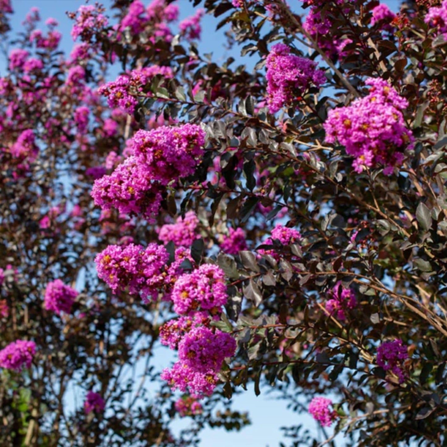 Thunderstruck Lavender Skies Crape Myrtle Live Tree, 1 gal. Nursery Pot, 12-18 in Tree Height (Due to Agricultural Laws, we Cannot Ship to CA, AZ, AK, or HI)