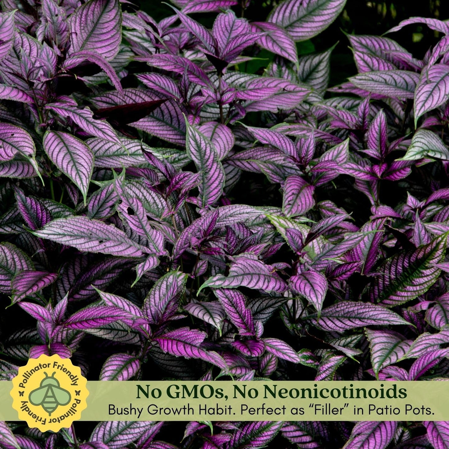Clovers Garden Persian Shield (Strobilanthes) Plants Two (2) Live Plants – Non-GMO - Not Seeds - Each 4" to 8" Tall – in 4" Inch Pots - Exotic Foliage, Low Maintenance