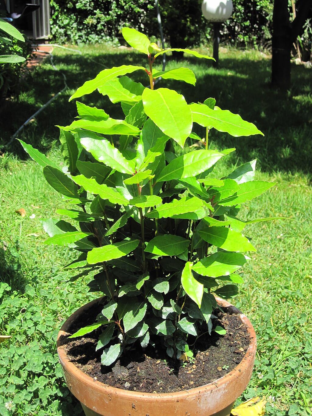 Bay Laurel Tree - Laurus Nobilis - Bay Leaf Live Plant (5–9 Inches Tall) - True Laurel, Aromatic Evergreen – Container-Friendly Patio Tree or Indoor Herb