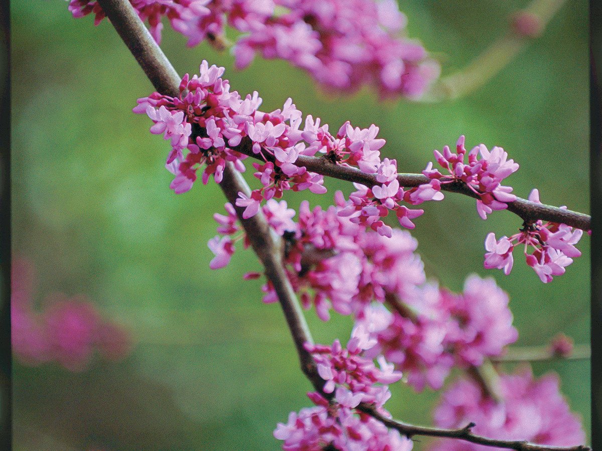 New Life Nursery & Garden / - Eastern Redbud Tree (Cercis), Quart Pot