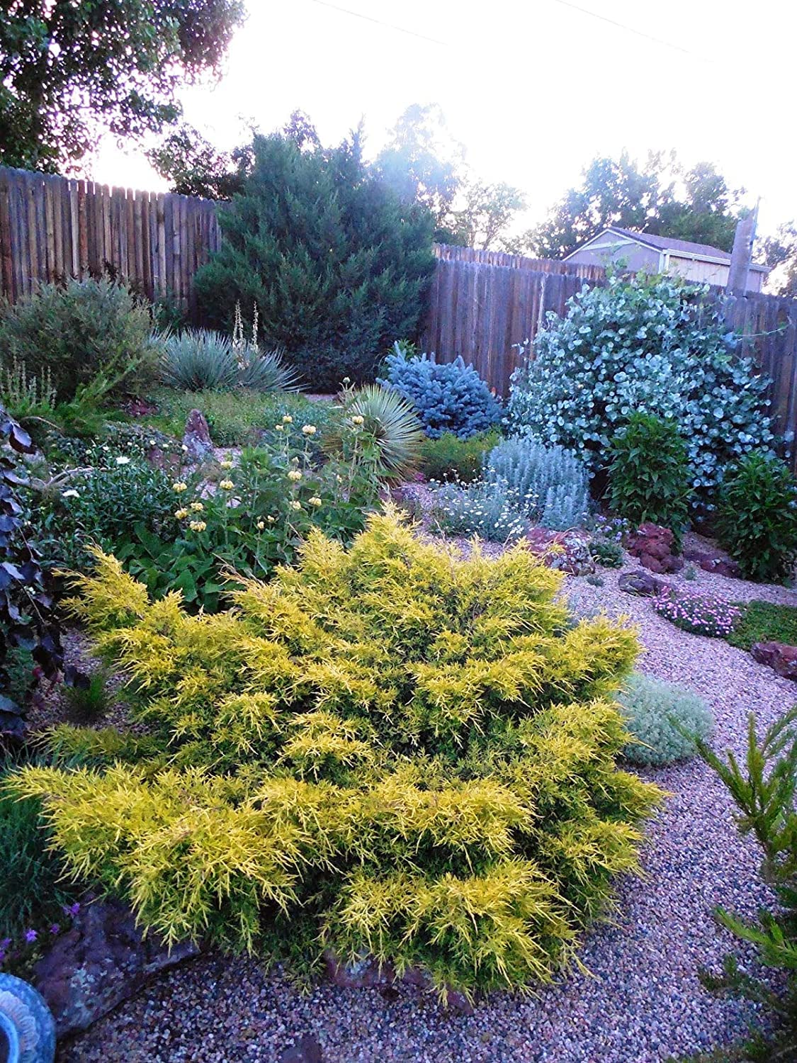 Juniper Saybrook Gold | 4 Live Gallon Size Plants | Juniperus Chinensis | Cold Hardy Evergreen Groundcover