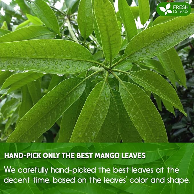 FreshDrinkUS, Premium 60 Mango Leaf Tea Bags, 100% Natural & Pure from Mango Leaves. Loose Leaf Herbal Tea. No Sugar, No Caffeine, No Gluten, Vegan.