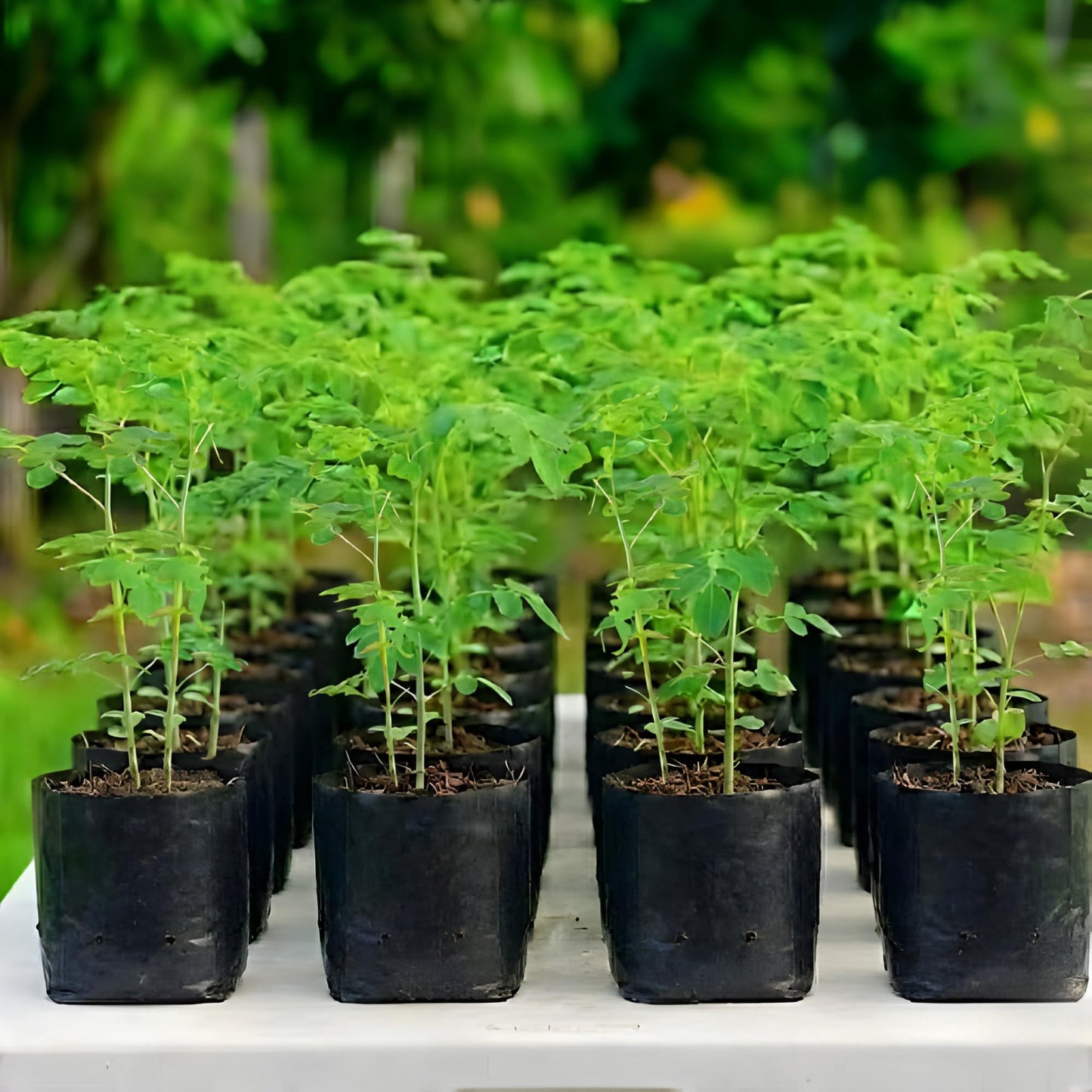 1 Moringa Tree Live Plant, 6-8 Inc Moringa Plants Live, Drumstick Horseradish Tree, Herb Malunggay Plants for Planting, No Pot