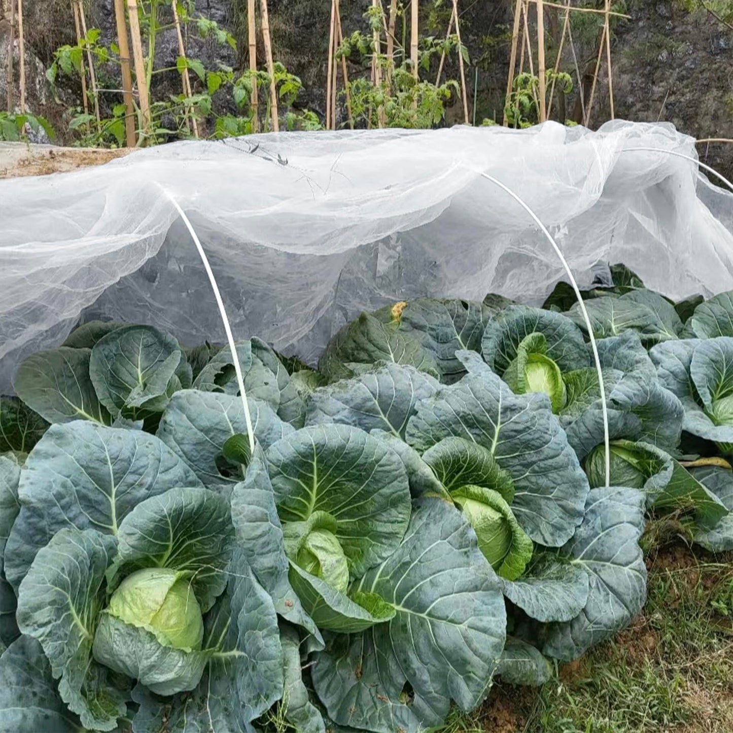 GonLei Garden Netting 2Pack 10X30FTPlants Garden Mesh Berry Netting Outdoor Mosquito Net,Garden Bed Fruit Tree Blueberry Shrubs Netting Plant Covers Row Vegetables Protection Barrier Net