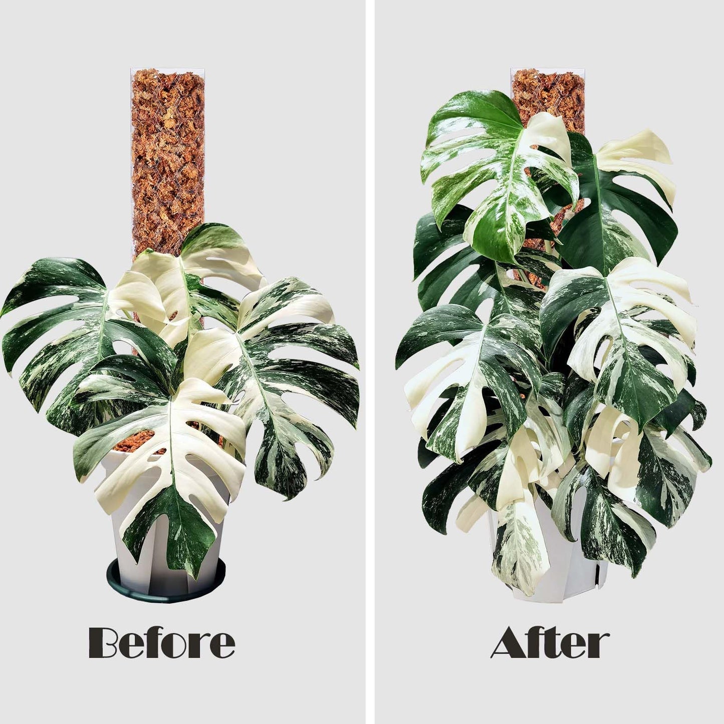 Haispring 8 Pcs 17 Inch Plastic Moss Pole for Plants Monstera,Designed Specifically for Climbing Plants, Stackable Plant Support for Indoor Plants