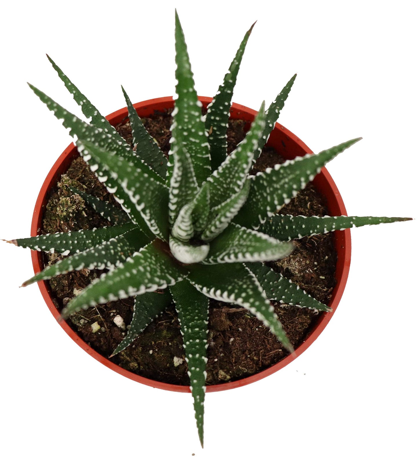 Haworthia Zebra Succulent - 4" from California Tropicals