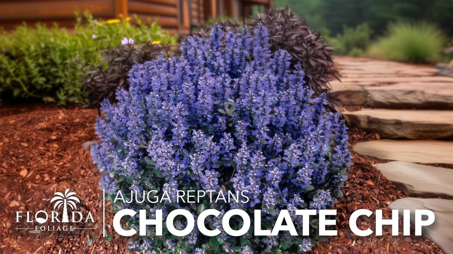 Ajuga Chocolate Chip | 3 Live Plants | Ajuga reptans | Ground Cover Perennial | Pathways and Gardens, Blue Flowers, Drought Tolerant, Easy to Grow, Fast Spreading, Low Maintenance