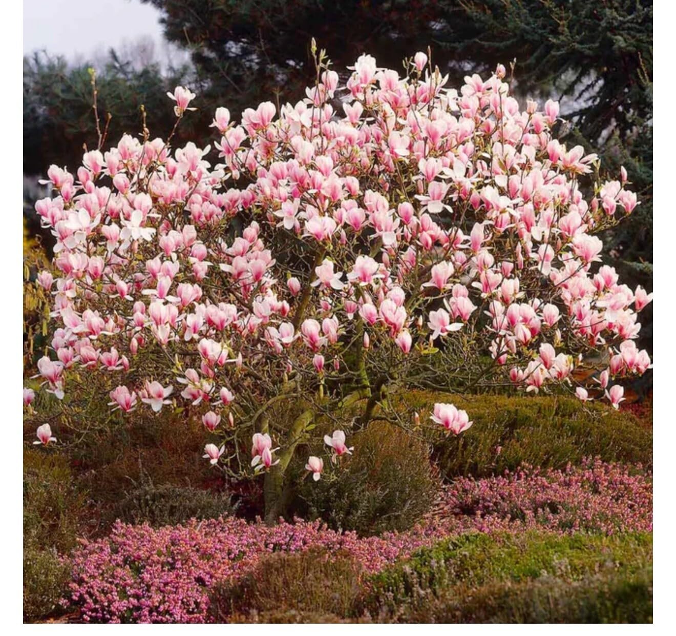Live Plant - Magnolia Hybrid Tree-18-28 Inches TallHardy in Zones 4-9