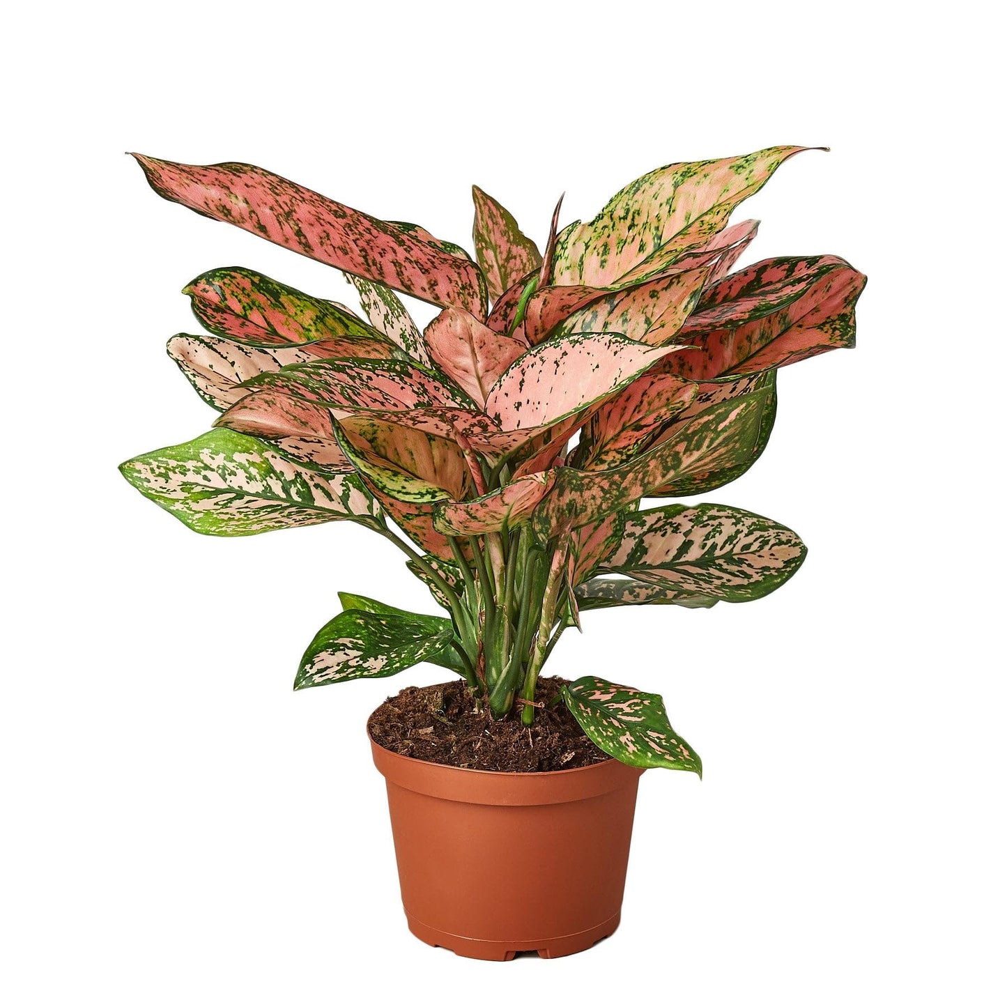 9 Pack Chinese Evergreen 'Lady Valentine' in 6in Pot - Live Plants Tropical Houseplants | Variegated | USA Growers | The Snobby Leaf