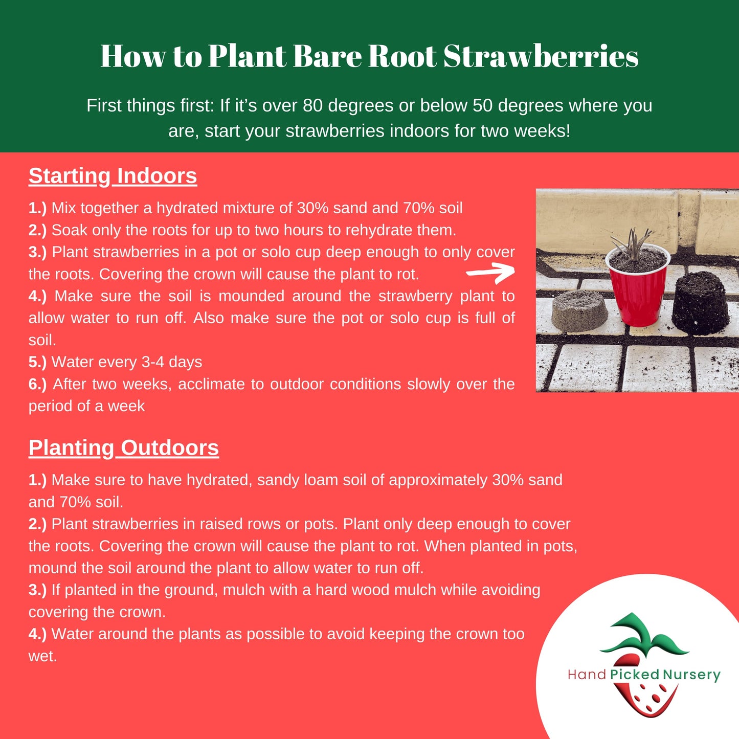 'Jewel' June Bearing Bare Root Strawberry Plants - Large Strawberries, High Yields, and Consistent Performance! from Hand Picked Nursery (5)