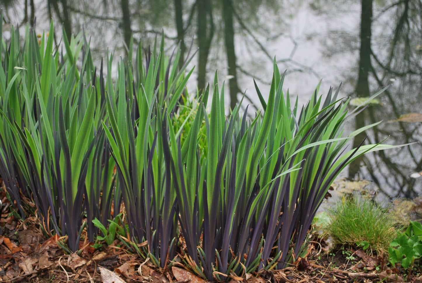 Perennial Farm Iris versicolor 'Purple Flame' – Live Perennial Blue Flag Iris Plant, Size #1 Container, Striking Blue Flowers – Native, Water-Loving, Deer Resistant