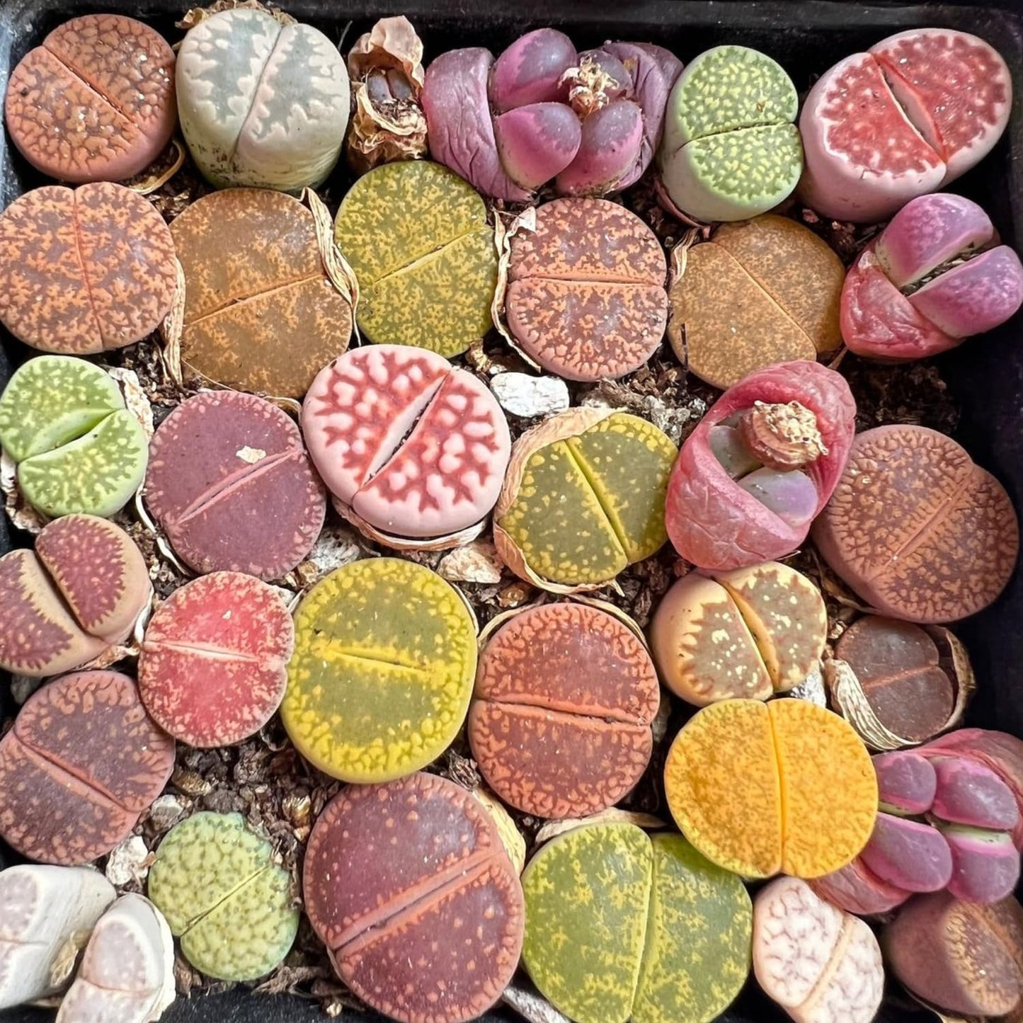 Pack of 30 Live Small Exotic Lithops Live Plants | Perfect for Lithops Starter, Great Terrarium Addition | Bare Root Without Soil or Pot, Easy to Grow and Ideal for Indoor/Outdoor Display