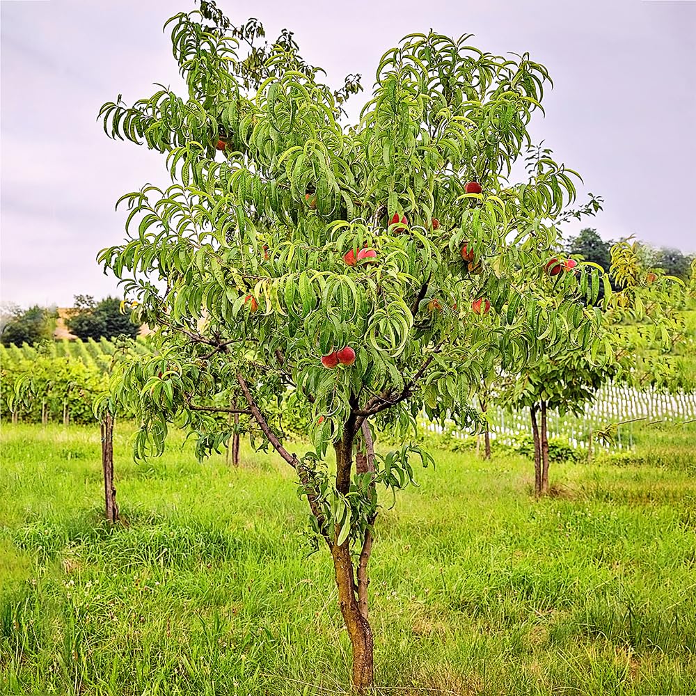 June Red Peach Tree, Self-Pollinating, Pink Flowering, Deciduous, 1 gal Nursery Pot, 1-2 ft Tree Height (Due to Agricultural Laws, we Cannot Ship to CA, AZ, AK, or HI), 2 Trees