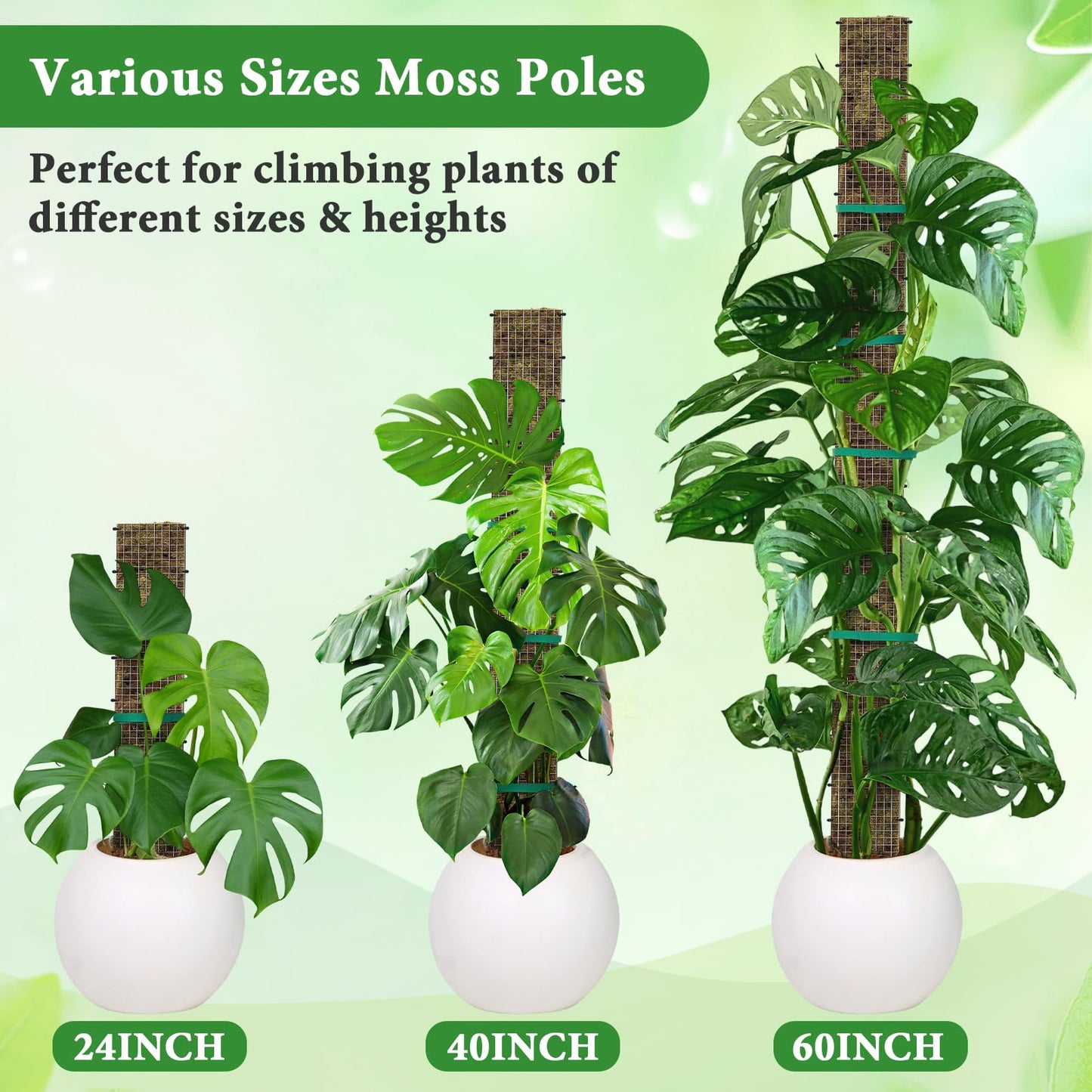 24"+40"+60" Metal Moss Pole - 6 Pack D Shape Sphagnum Moss Pole, Moss Poles for Climbing Plants, Monstera, Climbing Plants Indoor