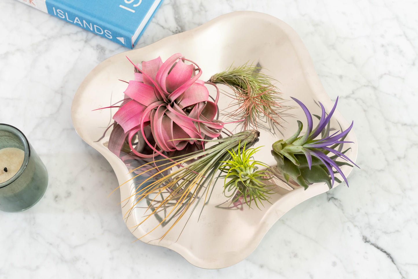 Colorful Mini Tillandsia Xerographica Air Plants in Custom Vibrant Tones - (Citrus, Pack of 3)