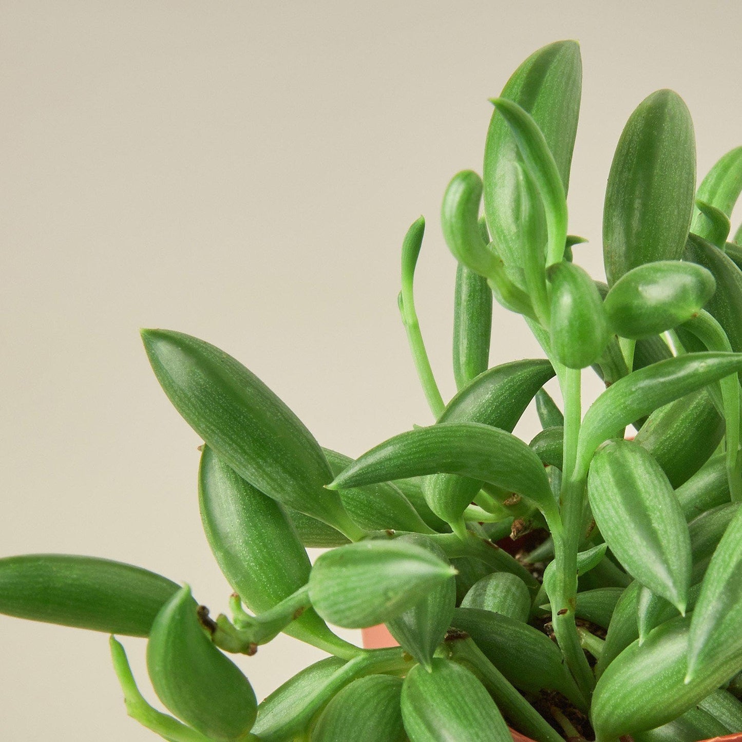 Succulent 'String of Bananas' | Live Plant for Indoor & Outdoor | for Living Room, Office, Bathroom | (4" Pot)