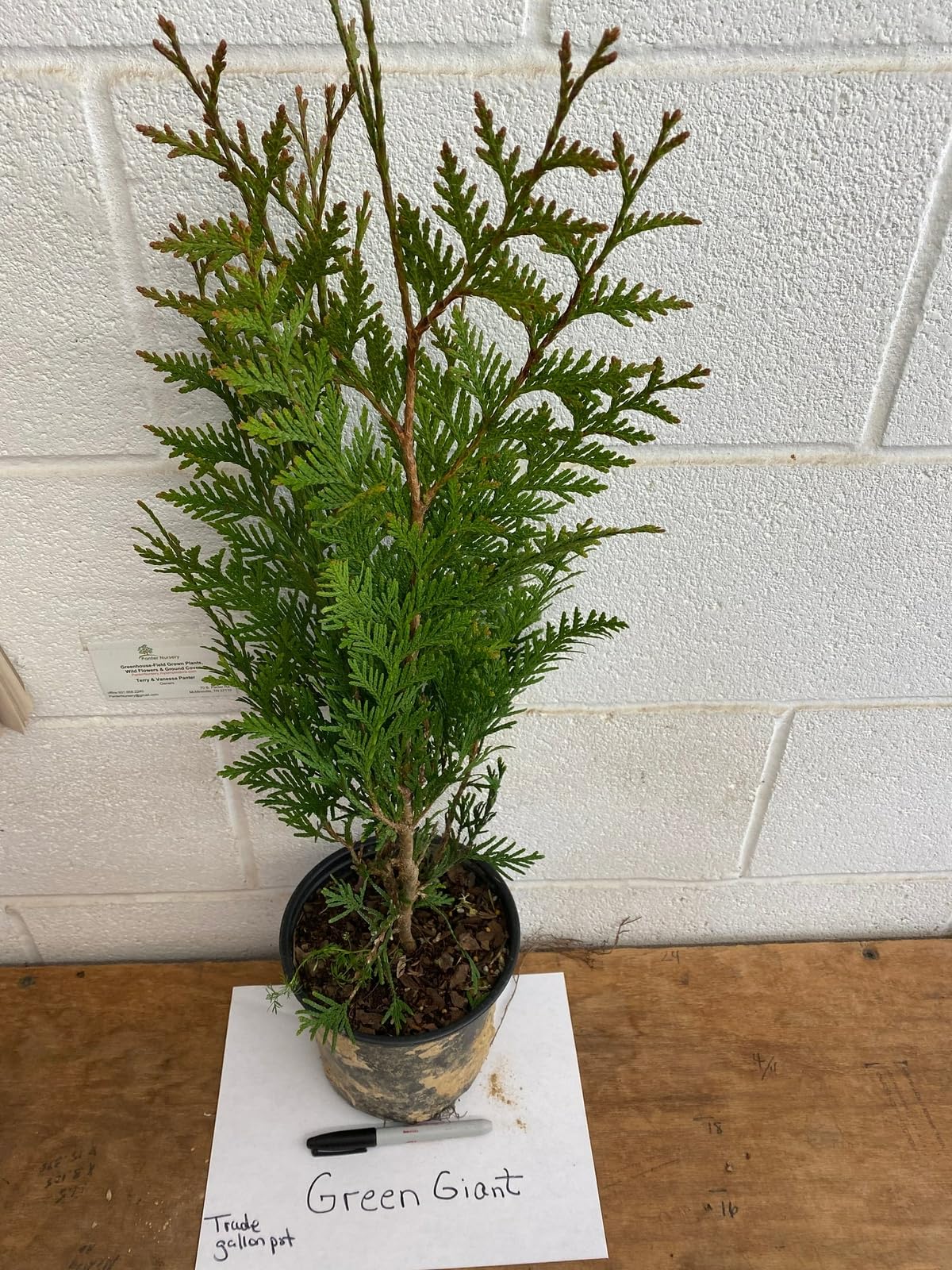 Live Plant - Thuja Green Giant Arborvitae Tree - Live Plant - 24-36" Tall - Trade Gallon Pot