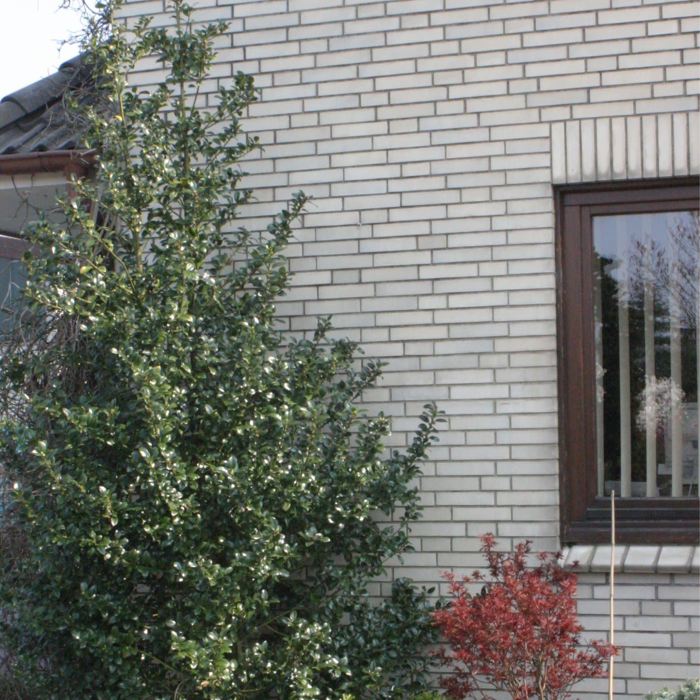 Proven Winners Castle Spire Blue Holly (Ilex x meserveae) Live Plant, 4.5" Qt, 4 Pack