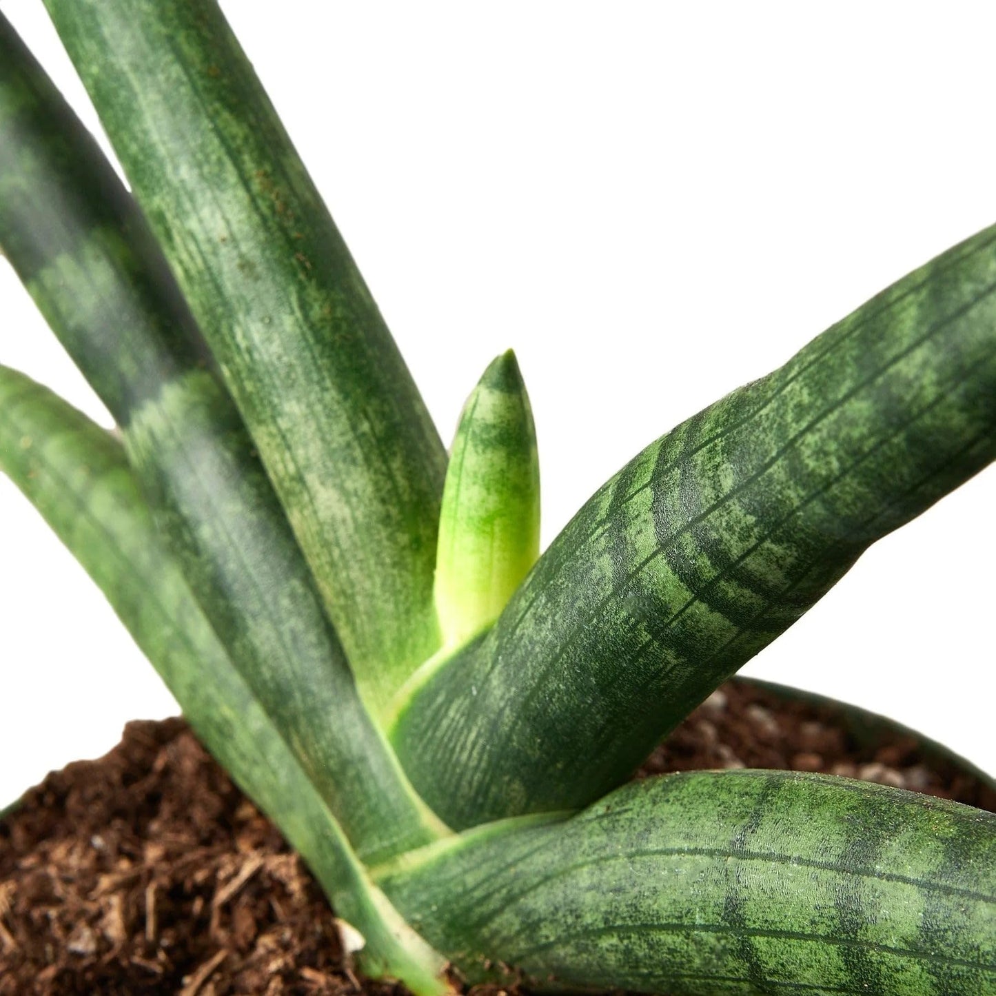 Snake Plant Starfish | Live Plant for Indoor & Outdoor | for Living Room, Office, Bathroom | (6" Pot)