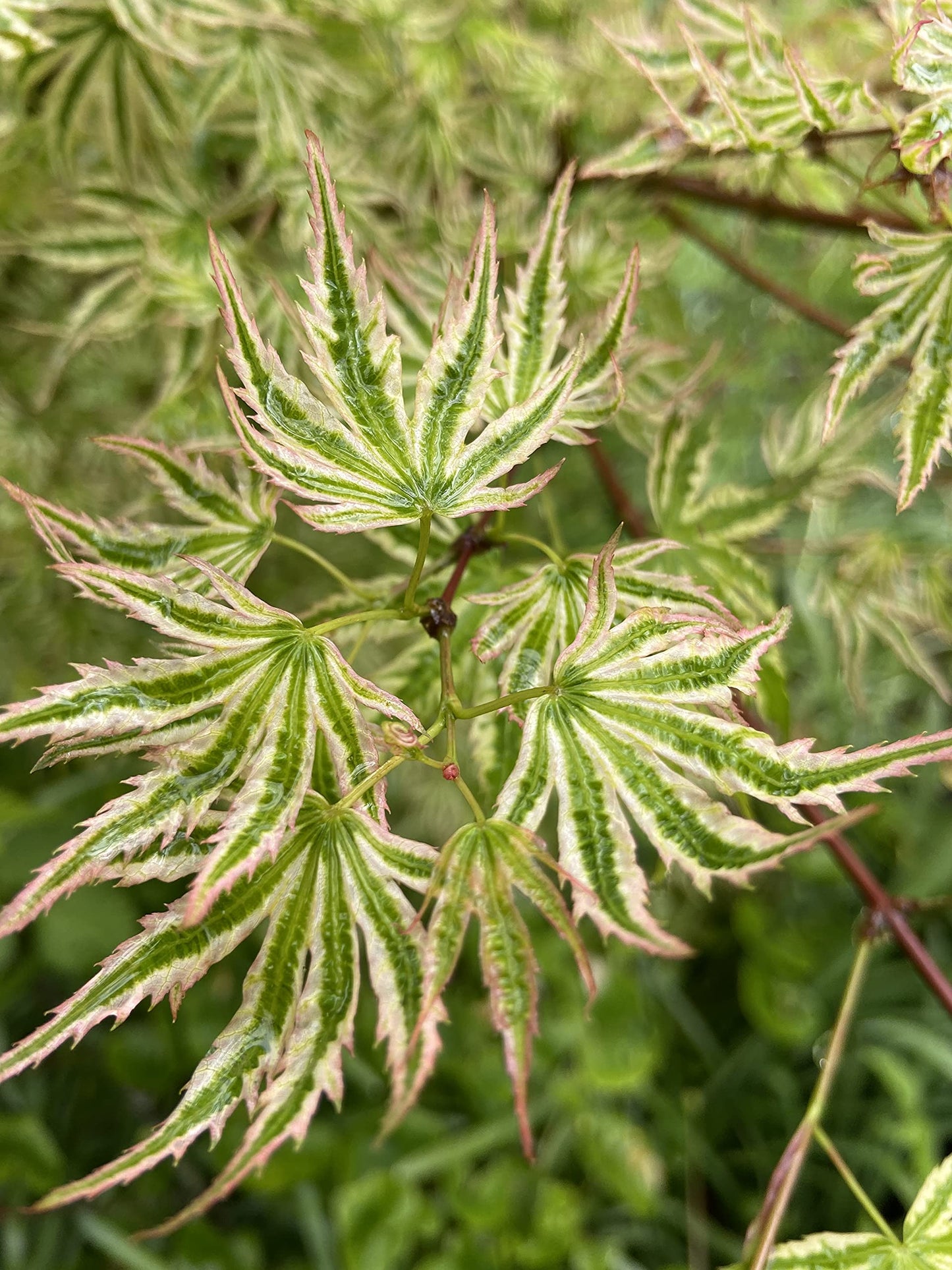 Ikandi Dwarf Variegated Japanese Maple 2 -Year Plant