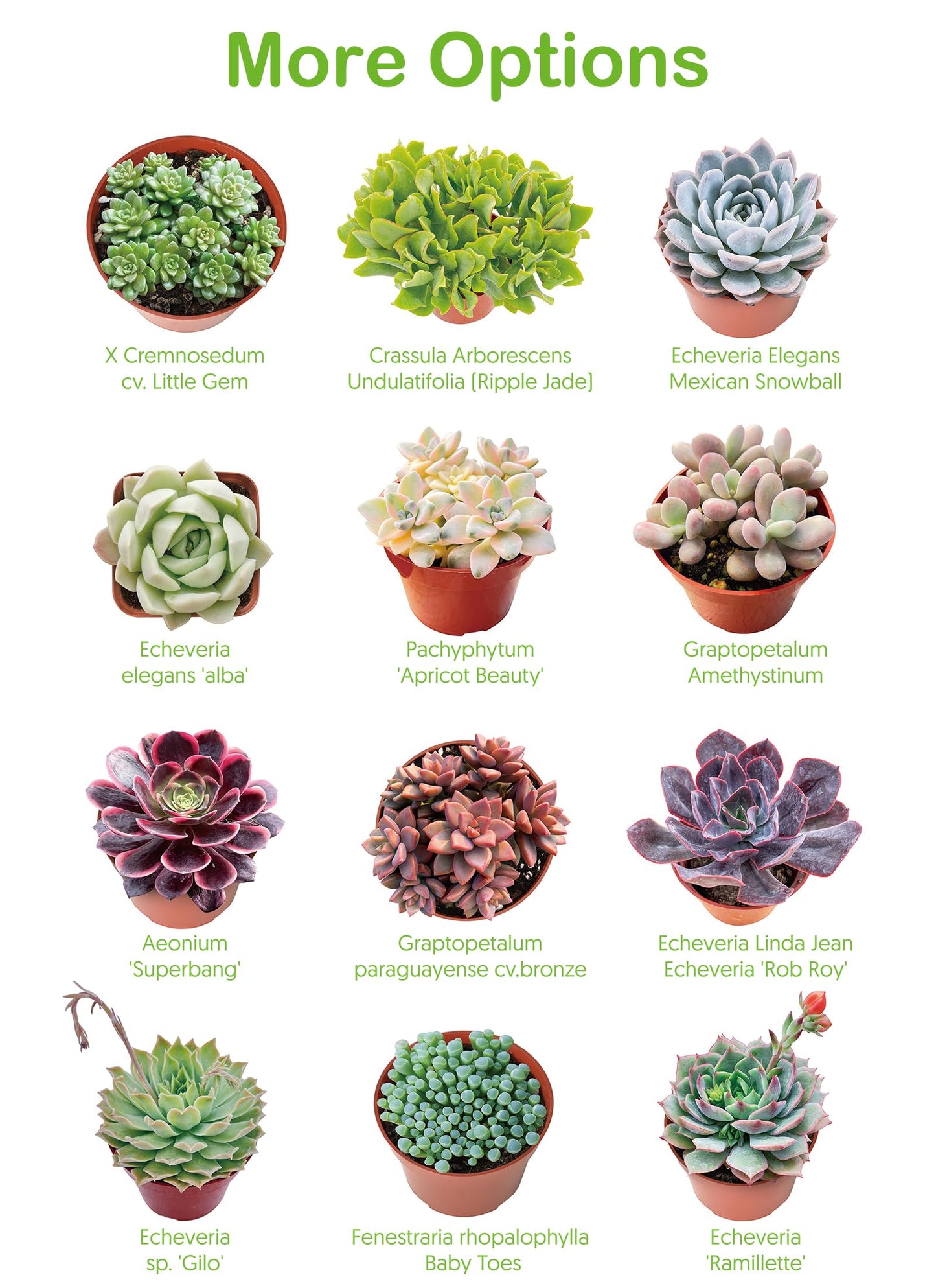 4" Live Succulent Plants Tradescantia Nanouk, Easy Care Potted Succulents, Indoor Houseplant, Unique Gifts, Home Office Décor