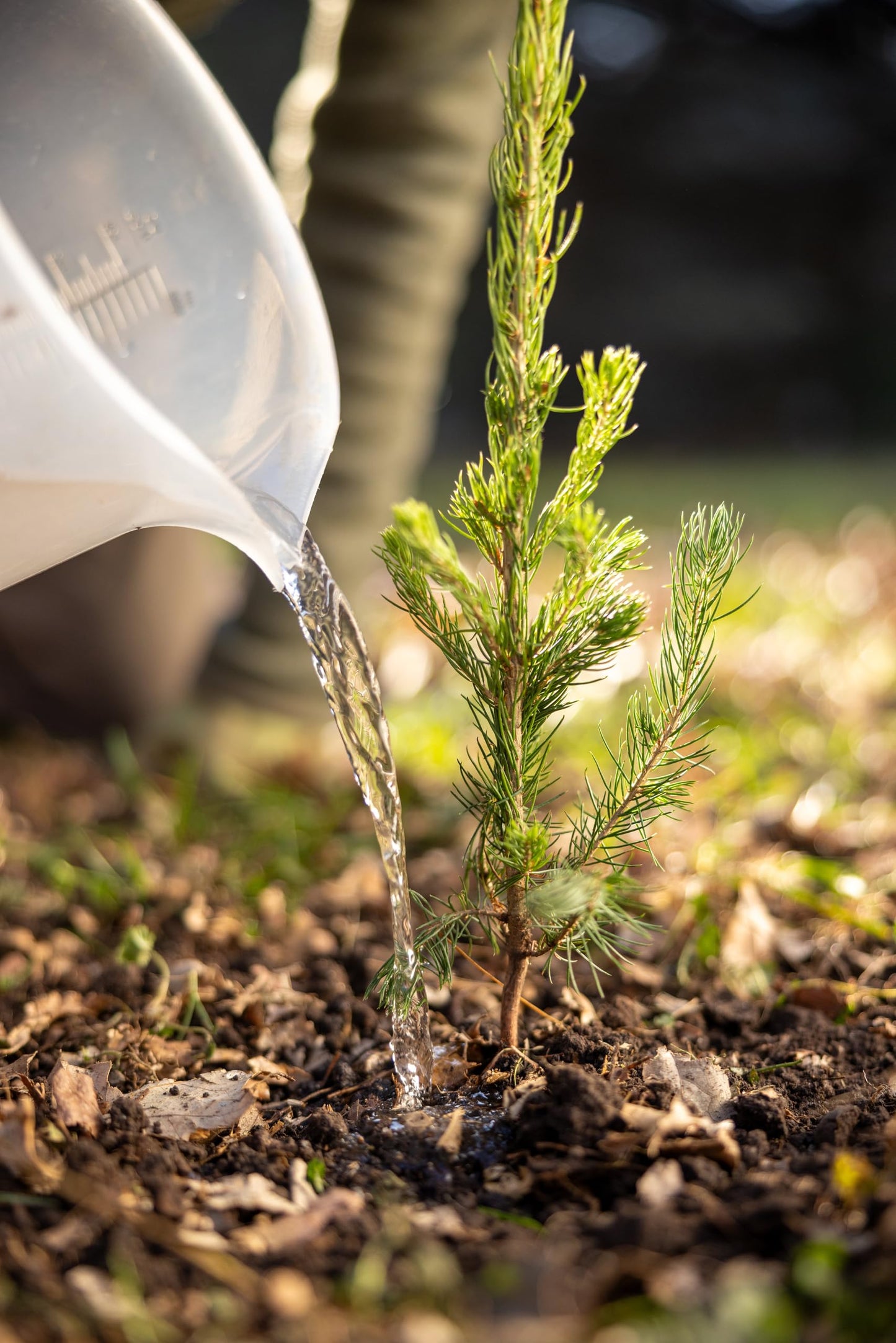 Black Hills Spruce Live Tree Plug Seedlings | 6"-12" | Arbor Day Foundation (3-Pack)