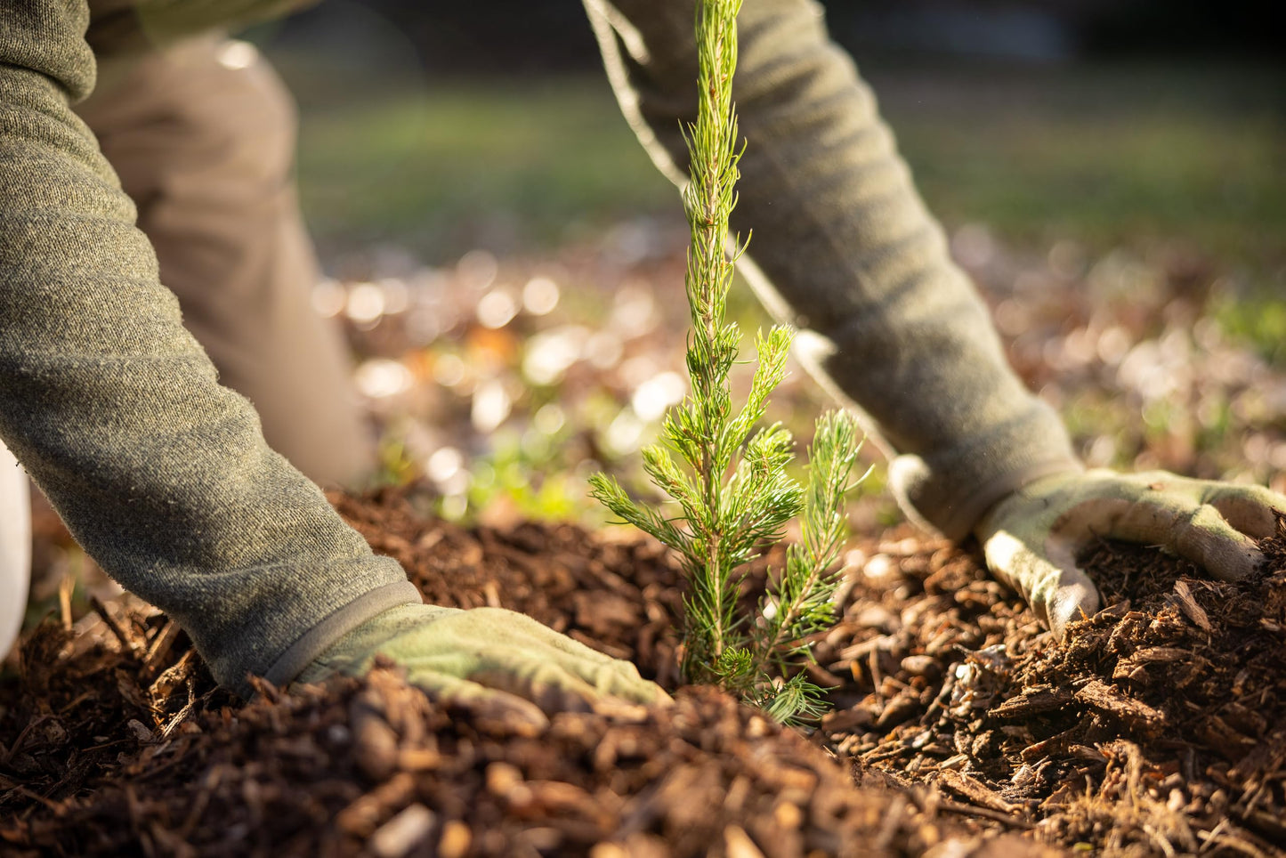 Black Spruce Live Tree Plug Seedlings | 6"-12" | Arbor Day Foundation (10-Pack)