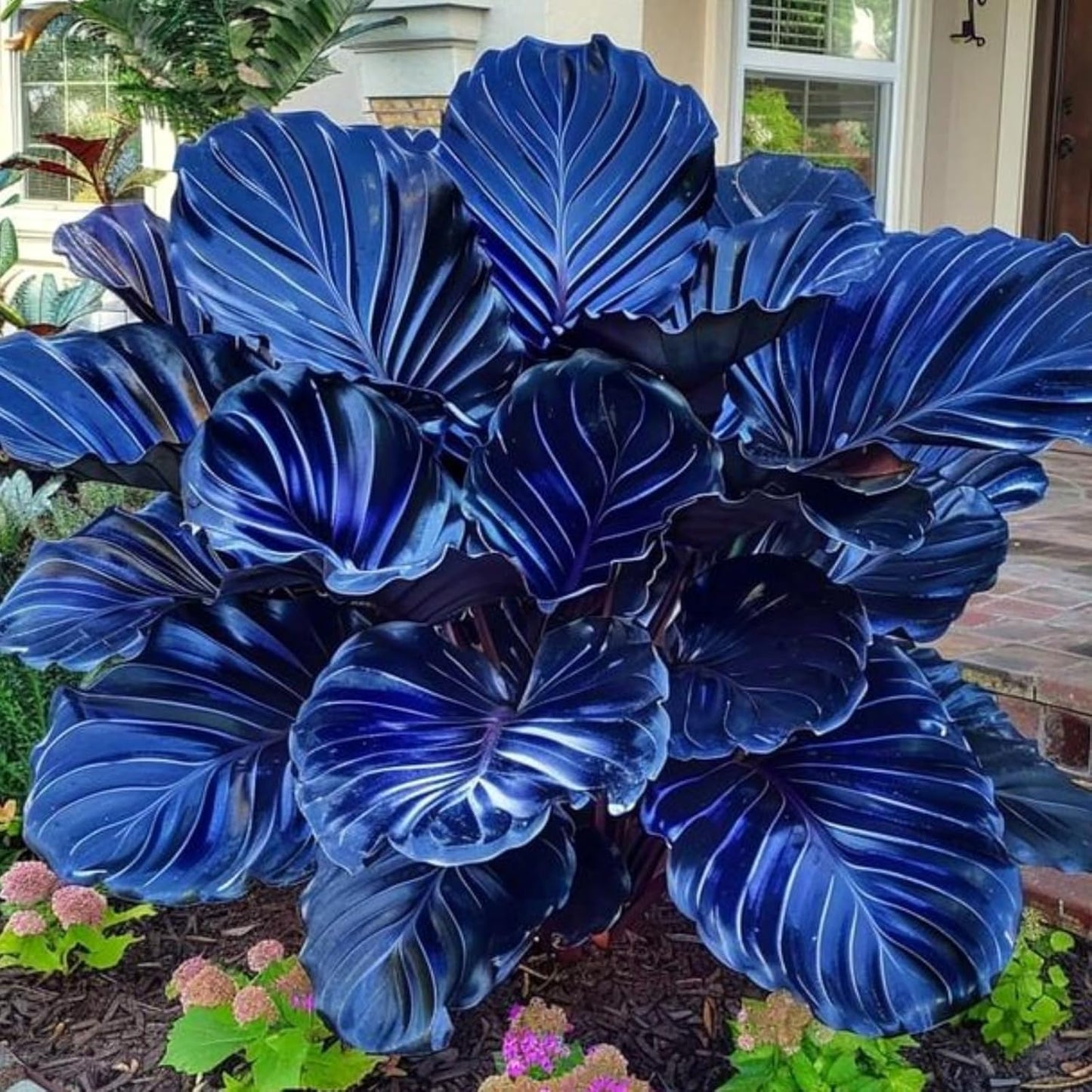 IMPWWSOR Elephant Ear Bulb for Structured Landscape Design, Broad Leaf Coverage