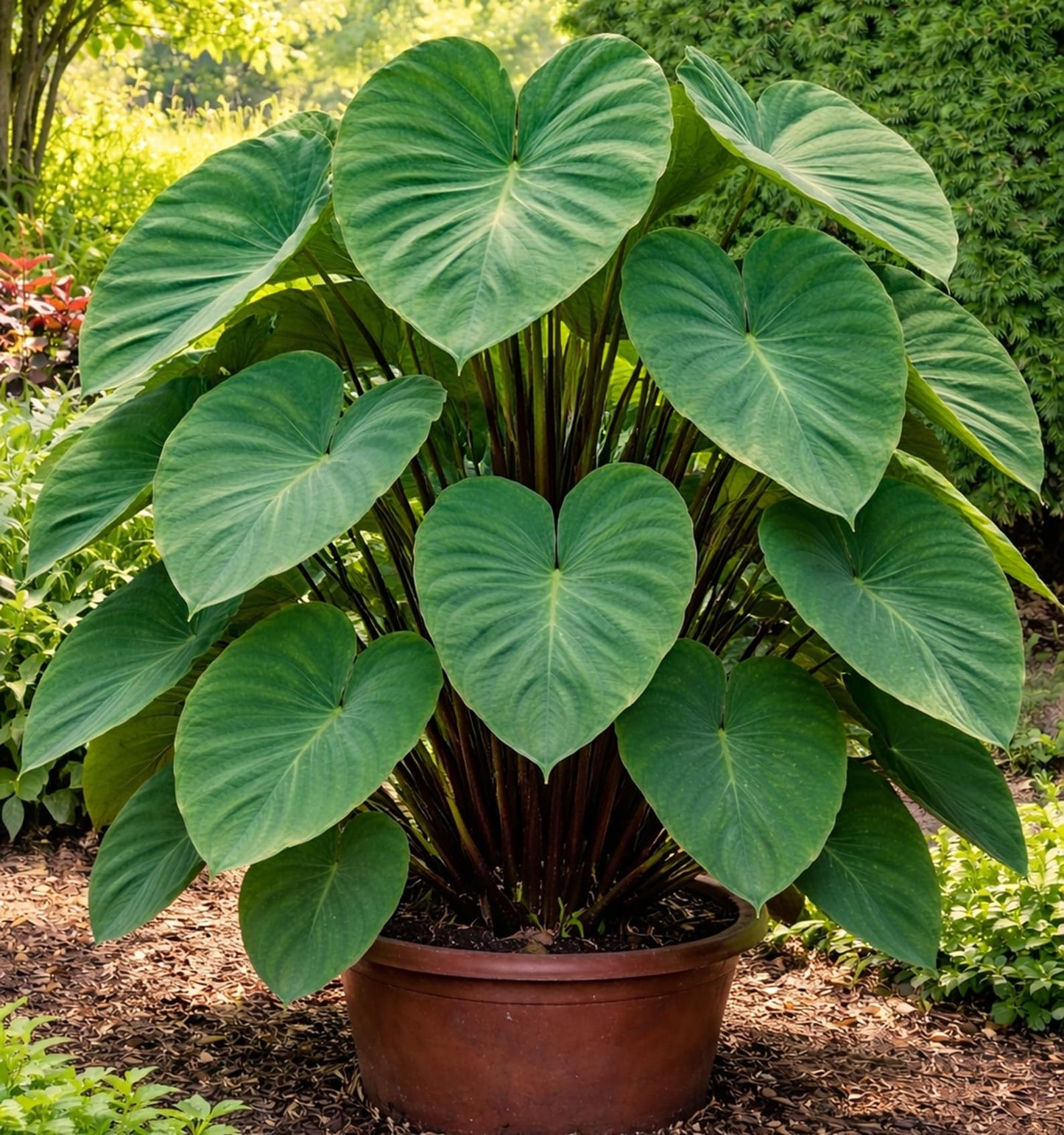 Elephant Ear Bulbs for Planting - Colocasia – Large Tropical Elephant Ears for Garden & Containers – Fast-Growing Ornamental Bulbs (10 Bulbs)