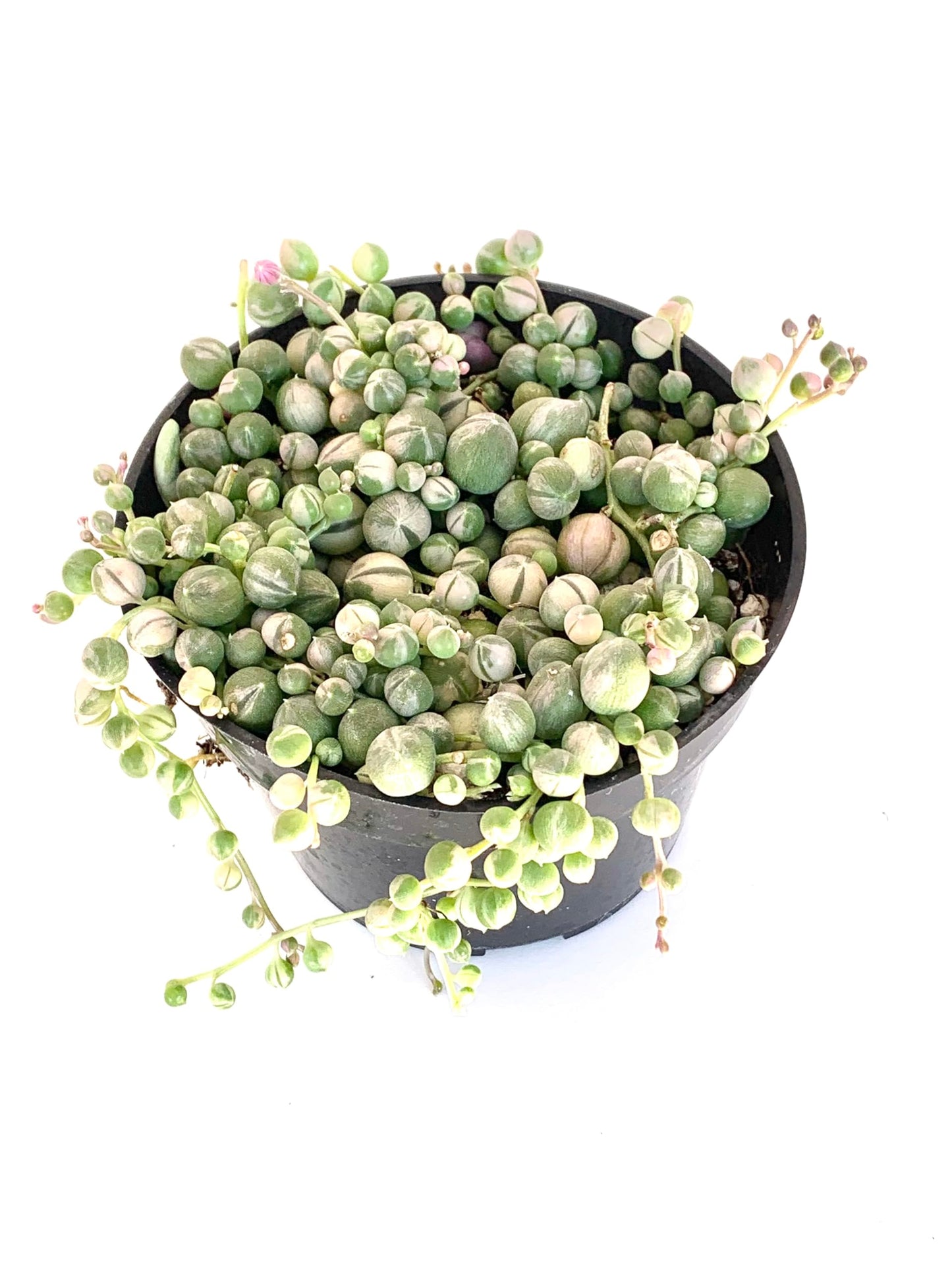Variegated String of Pearls Succulents, 4" Pot