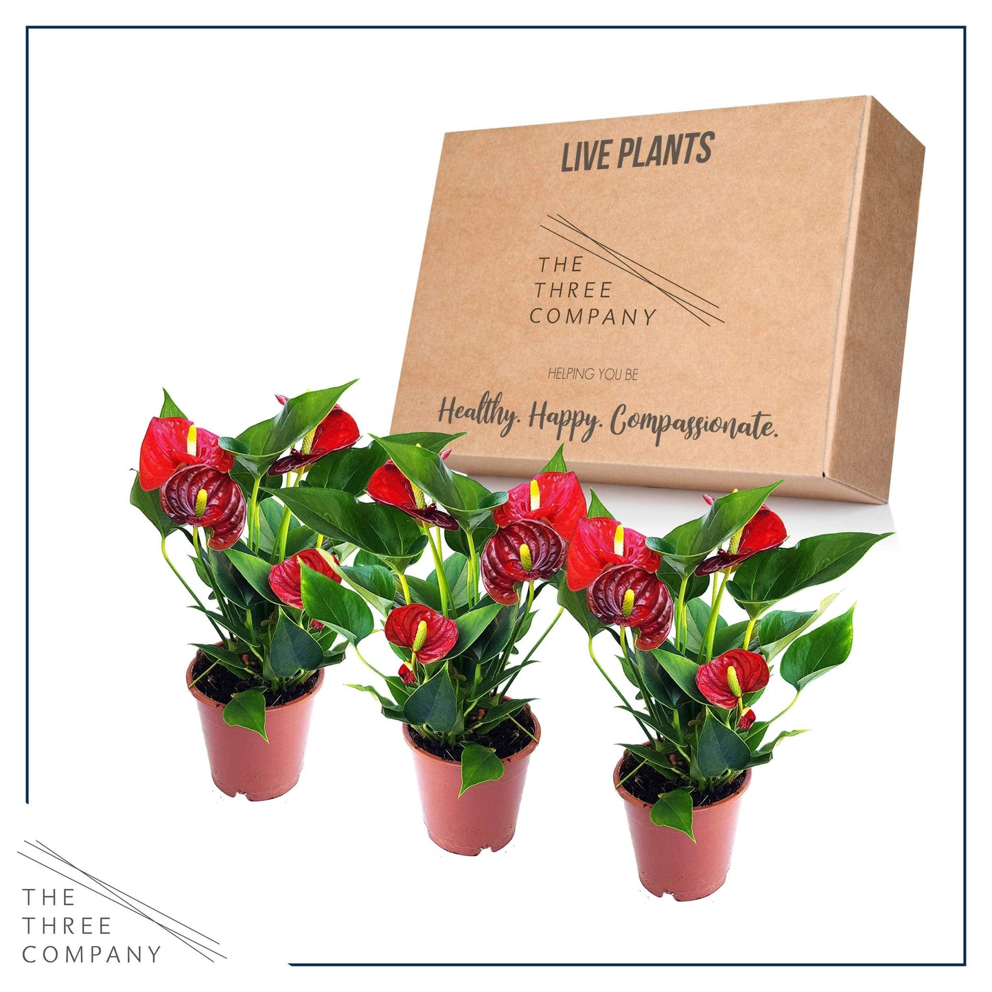 4.5'' Anthurium - 3 Per Pack