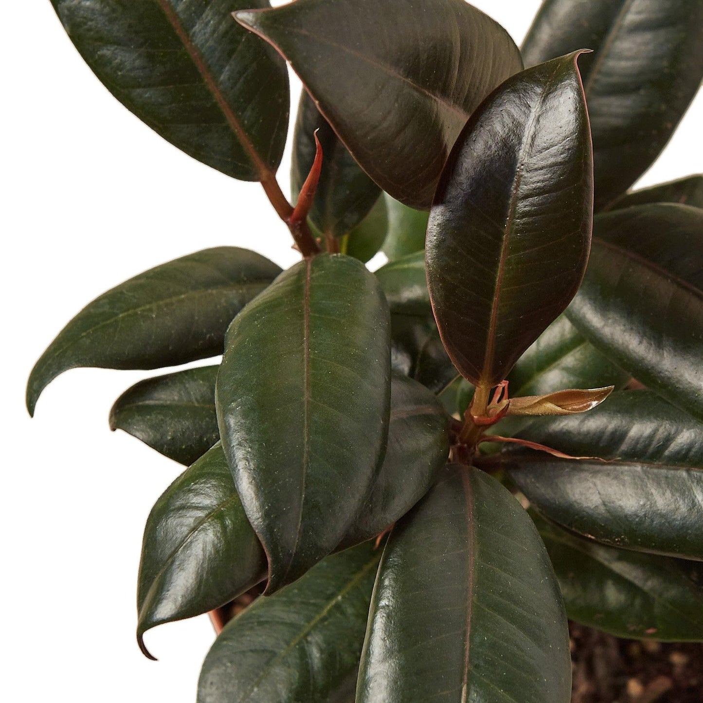 Ficus Elastica 'Burgundy' in 4in Pot - Live Plants Tropical Houseplants | Variegated | USA Growers | The Snobby Leaf