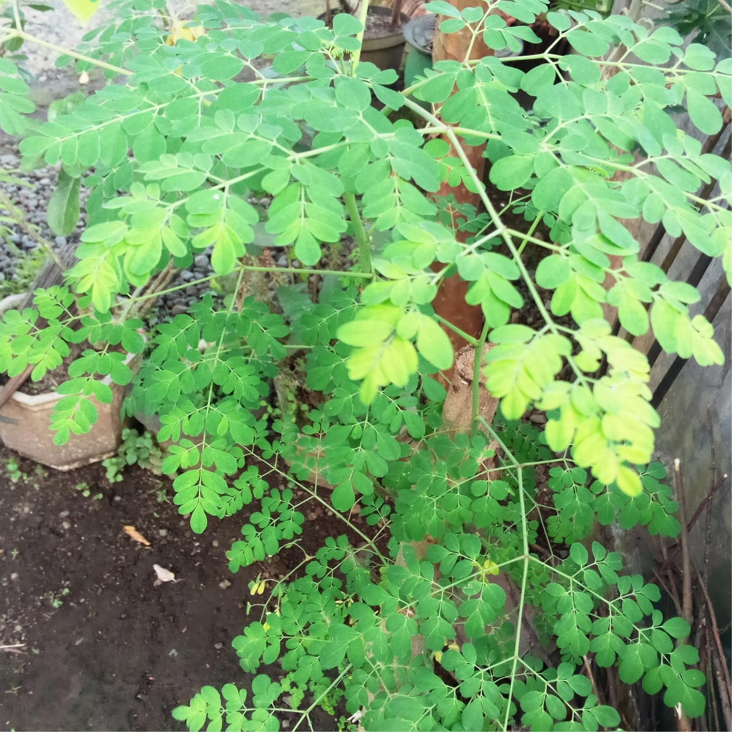 4 Live Moringa Trees Plants, Cold Hardy for Outdoor Garden, Zones 4-9, Well-Rooted Plant in Pot, Moringa Oleifera Malunggay Horseradish Trees
