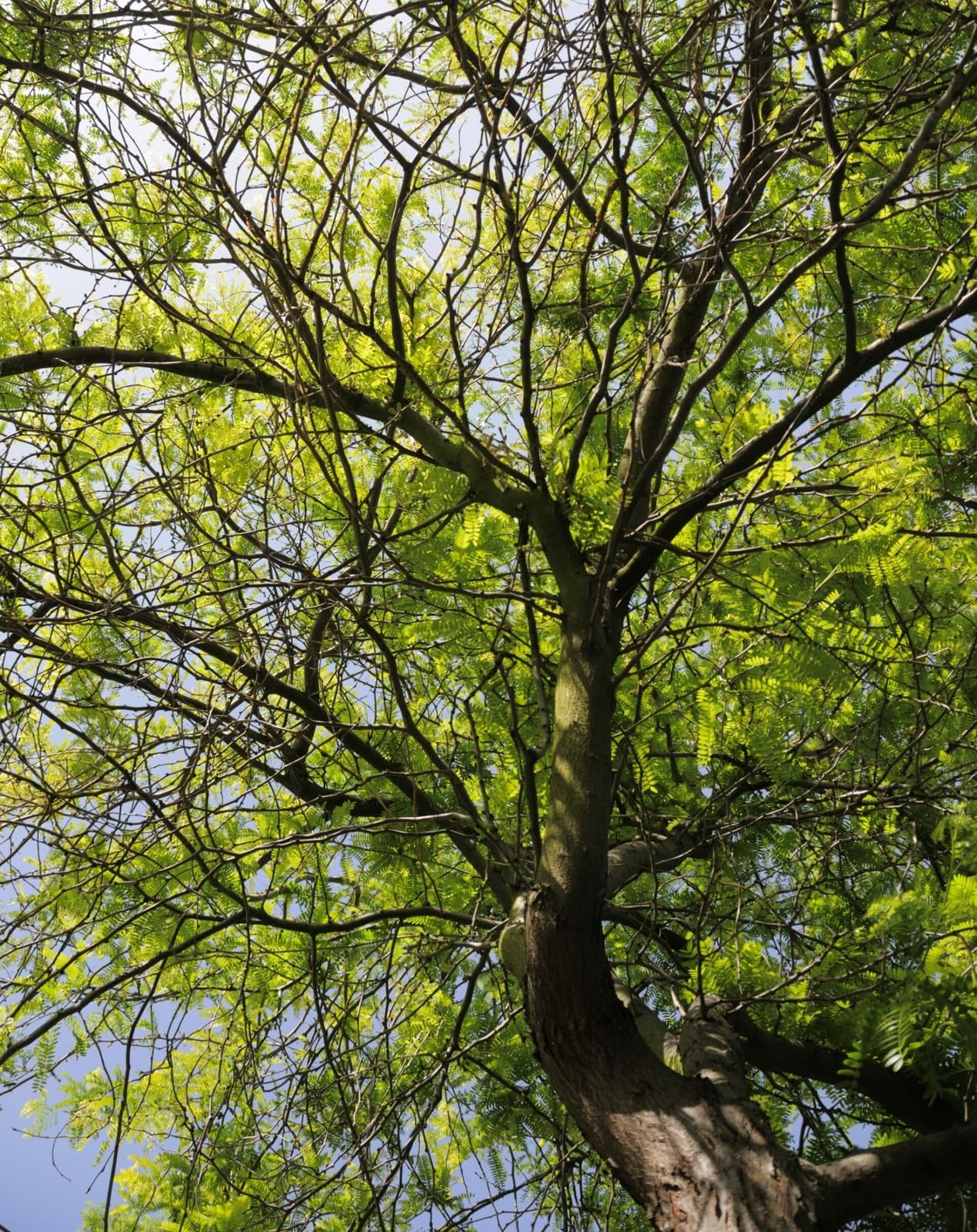 Live Plant - Thornless Honey Locust Tree - 18-24" Tall Live Plant - Bare Root - Outdoor