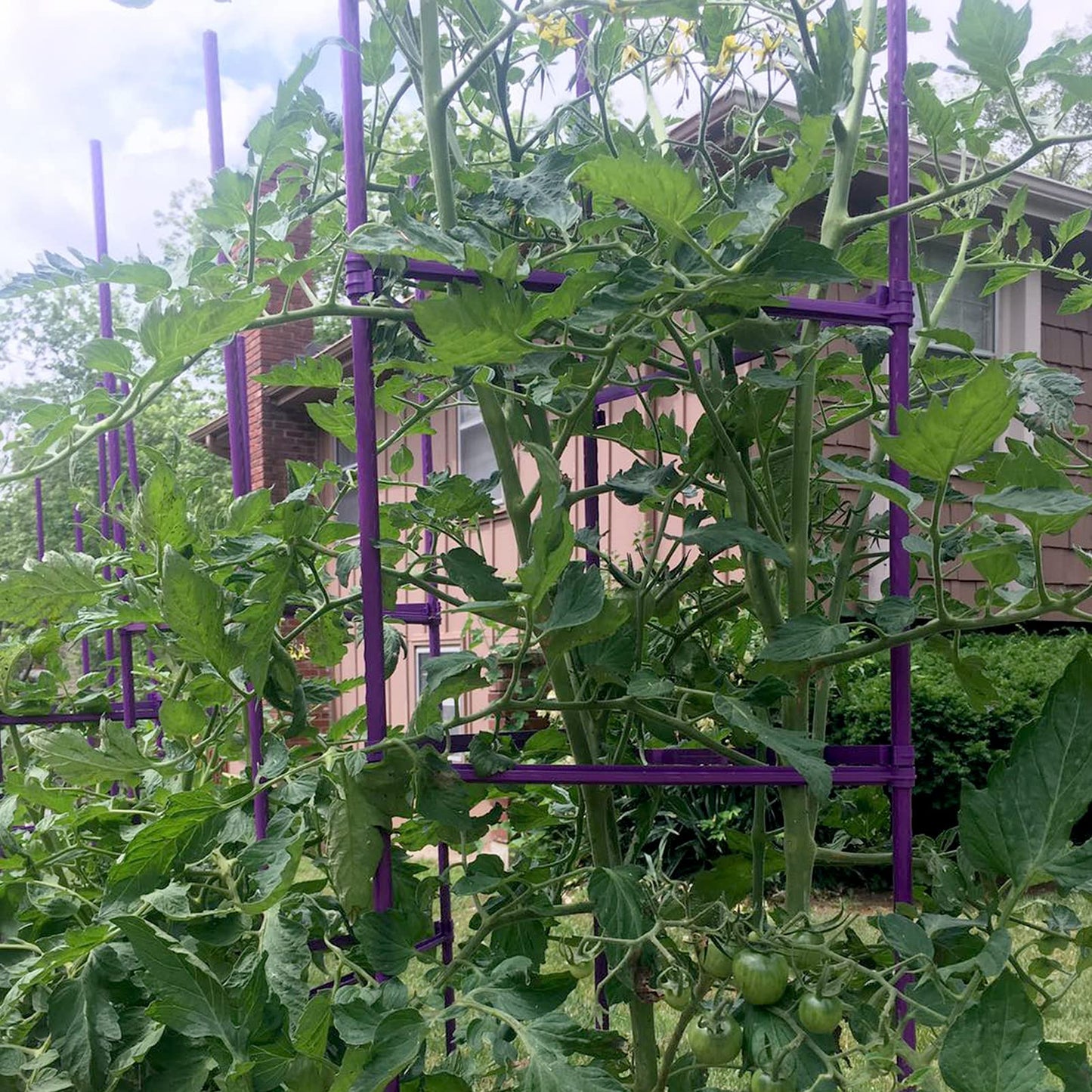 Growsun Tomato Cage for Garden, Upto 73 inch 6 PackTall Tomato Trellis Garden Stakes Plant Support, Green(5ft Stake add 18 inch Adjustable Stakes)