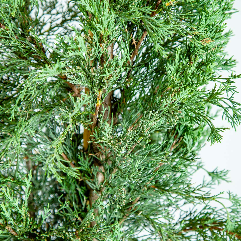 Italian Cypress 1-2'
