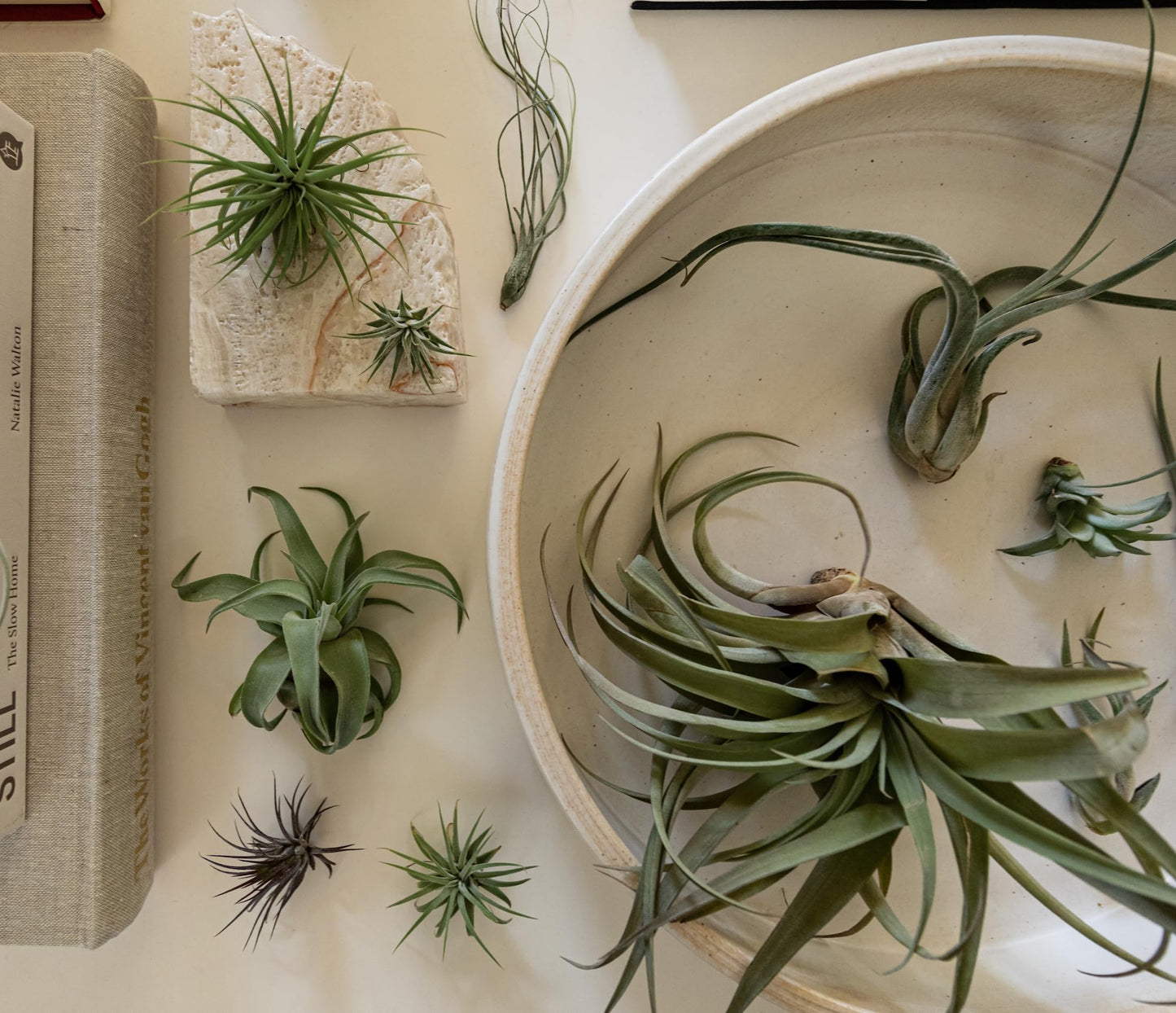 ragnaroc Air Plants - Tillandsia Variety Pack, Jumbo 5-9" - 5ct - Live Arrival Gauranteed - House Plants for Home Decor & Gift
