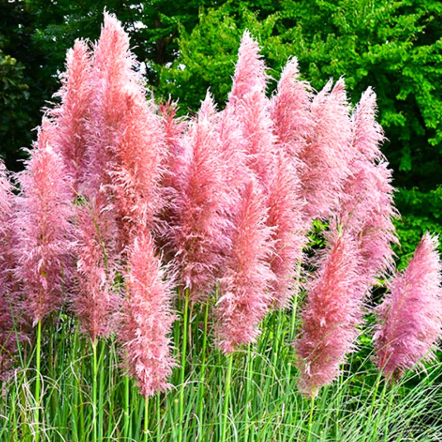 2 Pink Pampas Grass Plants Live, Tall Ornamental Perennial Grass for Landscaping, 5-9 Inch Height Well Rooted
