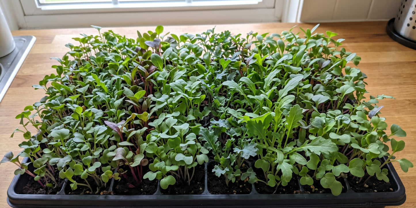 Microgreen Seeds for Planting, Choose Your Variant and Quantity (Basic Salad Mix, 1000 Seeds)