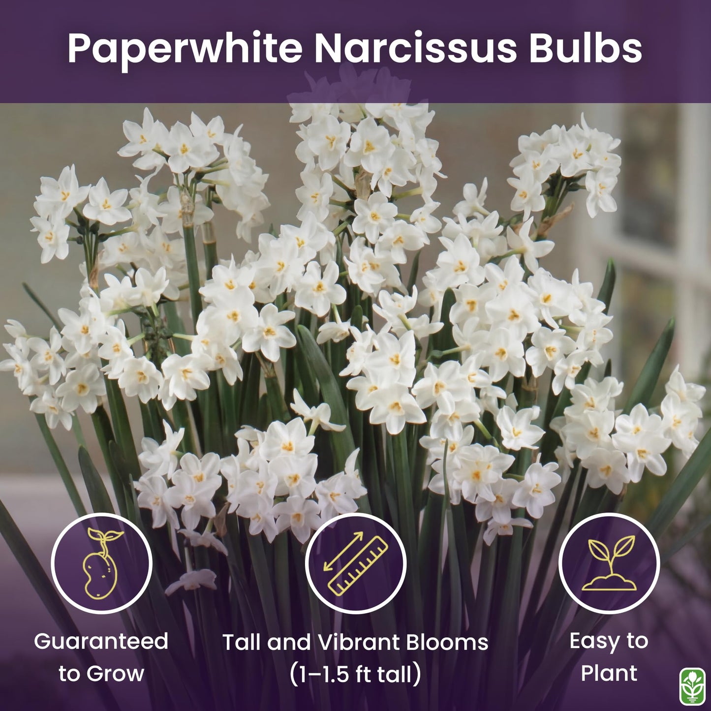 5 Fresh Ziva Paperwhite Narcissus Bulbs - TOP Size