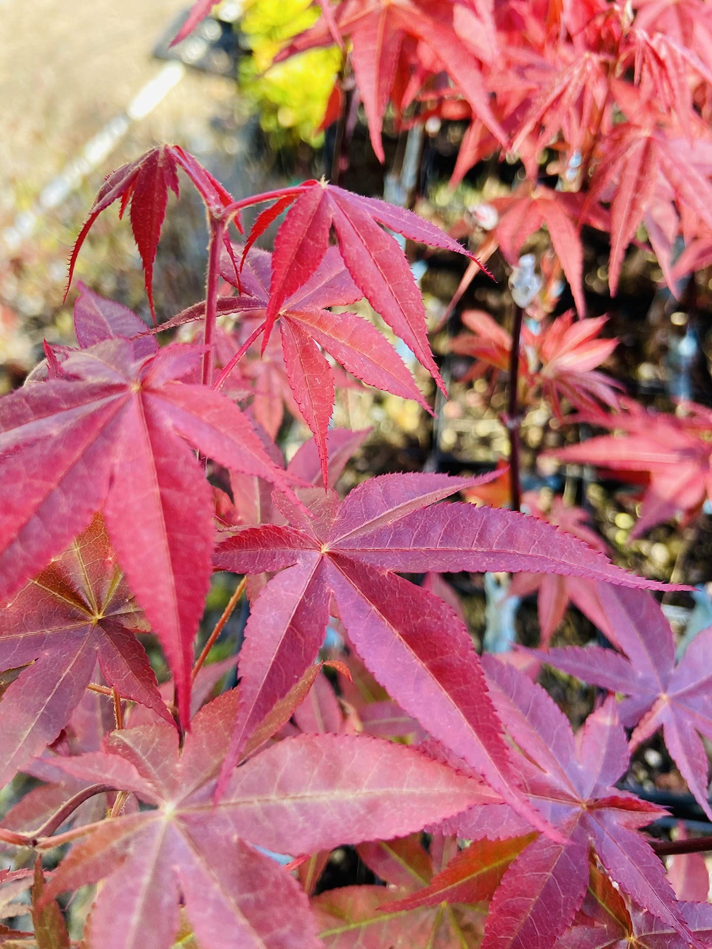 Rhode Island Red Japanese Maple 2 - Year Live Plant