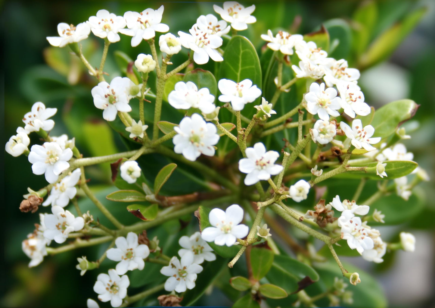 Viburnum Densa | 10 Live Quart Size Plants | Viburnum Obovatum 'Densa' | Compact Evergreen Shrub | Low-Maintenance Privacy Plants for Landscaping