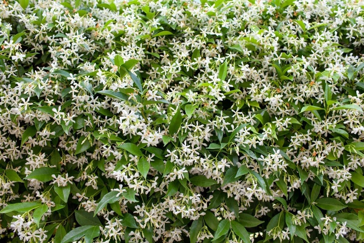 Live Plant - Confederate Star Jasmine Rooted Starter Plant Extremely Fragrant Vine