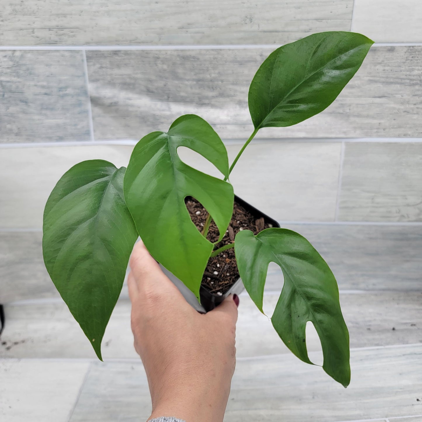 Rare Mini Monstera Philodendron Rhaphidophora Tetrasperma Live Plant - Indoor Plants Live Houseplants - Ginny Monstera Plant in 4" Pot by 3exoticgreen
