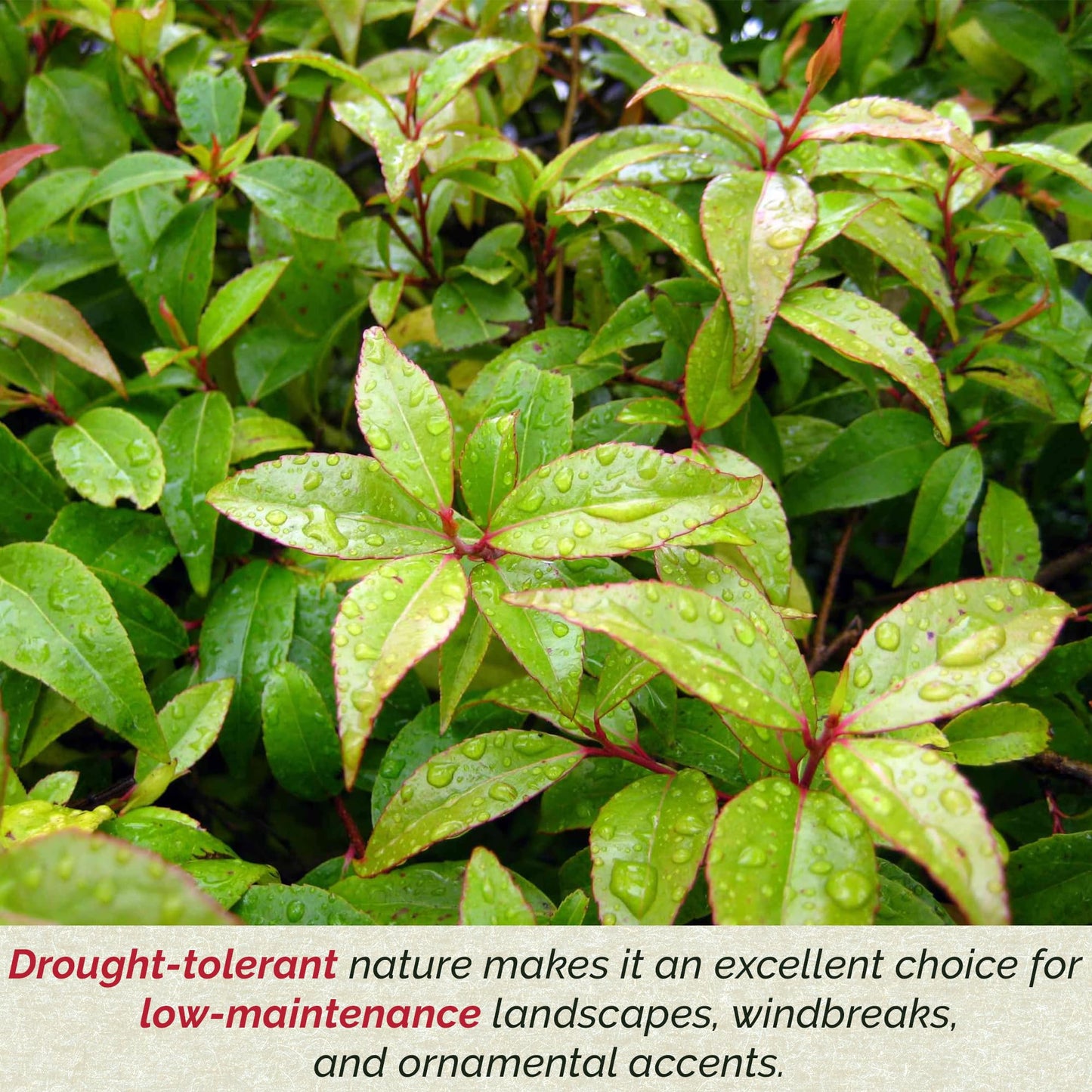 2 Xylosma Congestum, Live Plants – Shiny Xylosma in 2.5” Nursery Cubes – Fast-Growing, Low-Maintenance Evergreen Shrub for Hedges & Landscaping