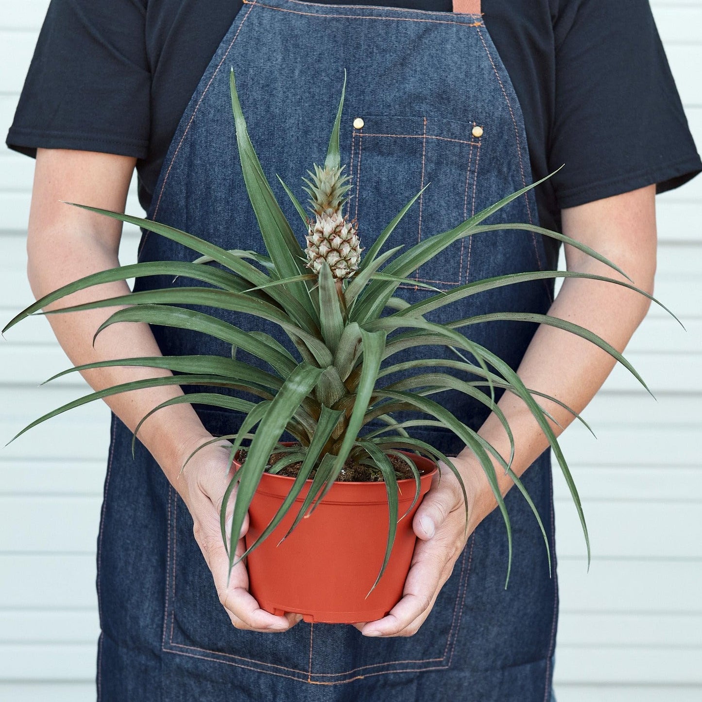 Bromeliad 'Yellow Pineapple' | Live Plant for Indoor & Outdoor | for Living Room, Office, Bathroom | (6" Pot)