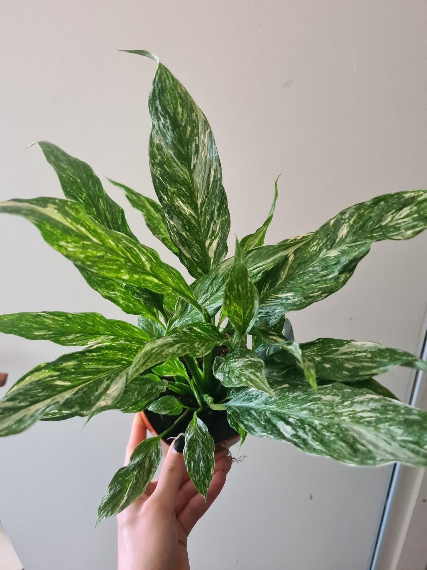 Variegated Spathiphyllum 'Domino' | Live Plant for Indoor & Outdoor | for Living Room, Office, Bathroom | (4" Pot)