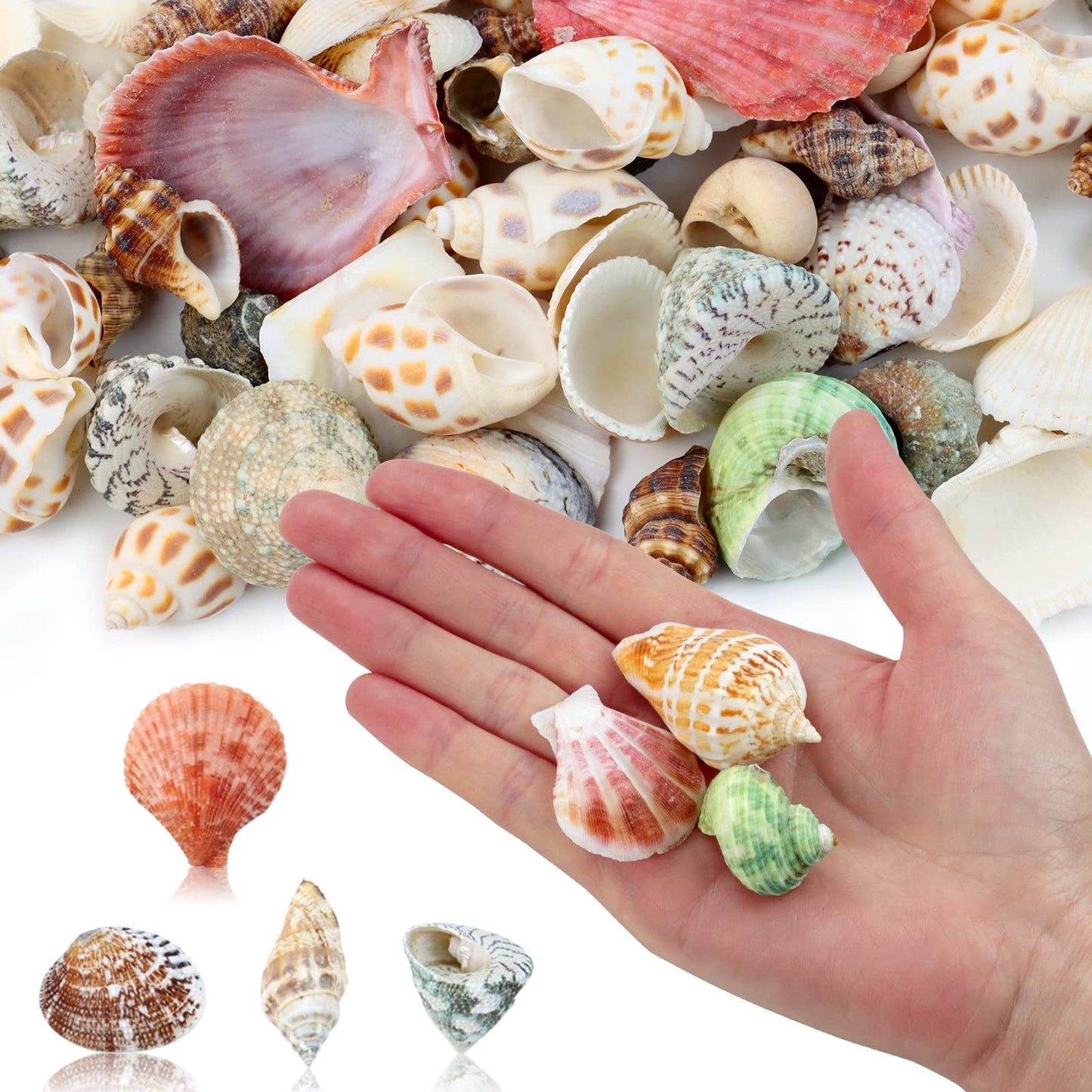 WEOXPR 200 Pcs Sea Shells Bulk Mixed Ocean Beach Seashells for Kids, Various Sizes Natural Sea Shell for Crafts, Home Decorations, Beach Theme Party, Wedding Decor, DIY Crafts, Crafting Shells